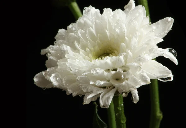 Biały chrysanth — Zdjęcie stockowe