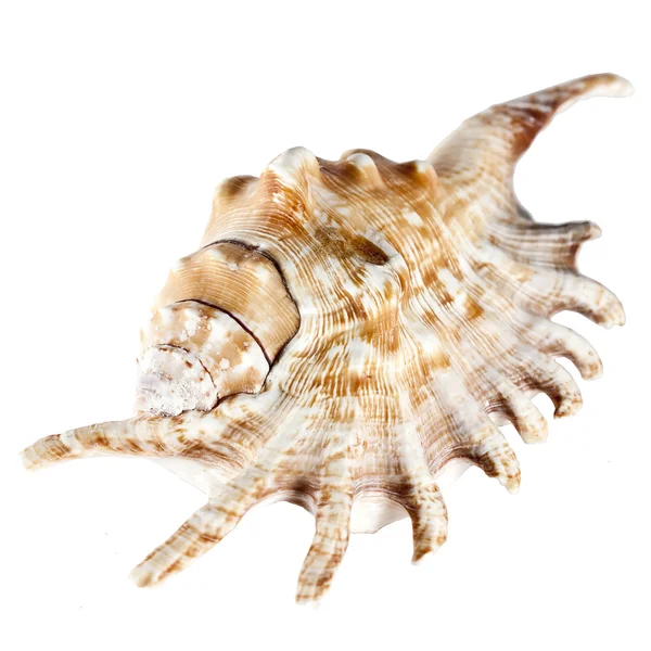 Seashell üst — Stok fotoğraf