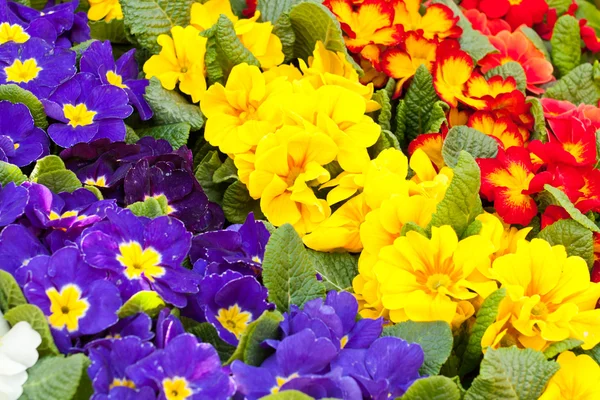 stock image Flower market