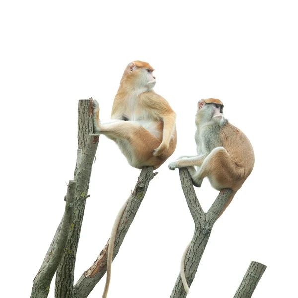 Two monkeys sitting on tree — Stock Photo, Image
