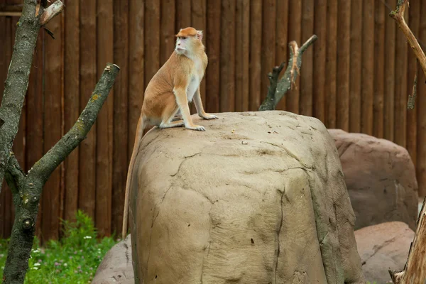 Обезьяна сидит на камне в зоопарке — стоковое фото