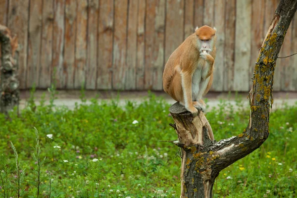 Обезьяна сидит на дереве и ест в зоопарке — стоковое фото