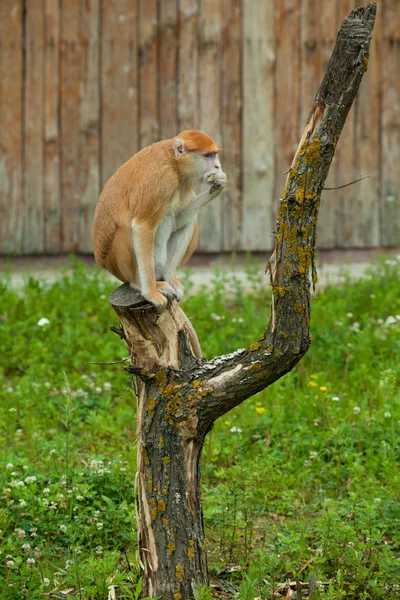 Affe sitzt auf Baum und isst — Stockfoto