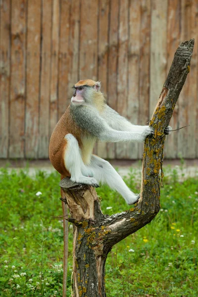 Обезьяна сидит на дереве в зоопарке — стоковое фото