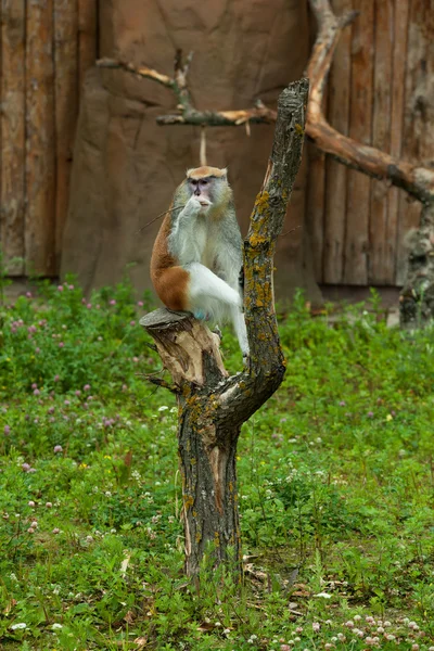 Μαϊμού κάθεται στο δέντρο και τρώει υποκατάστημα — Φωτογραφία Αρχείου