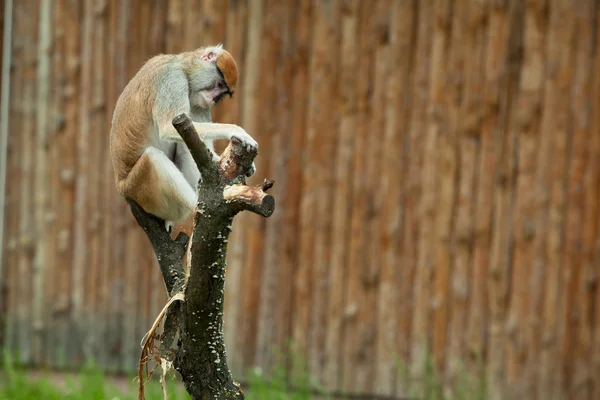 Обезьяна сидит и чистит дерево в зоопарке — стоковое фото