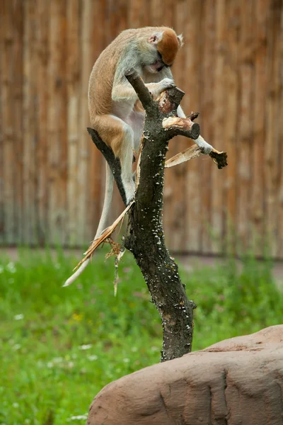 Monkey sitting on tree — Stock Photo, Image