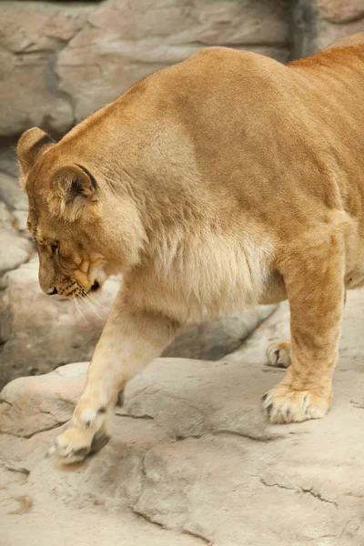 stock image Lioness