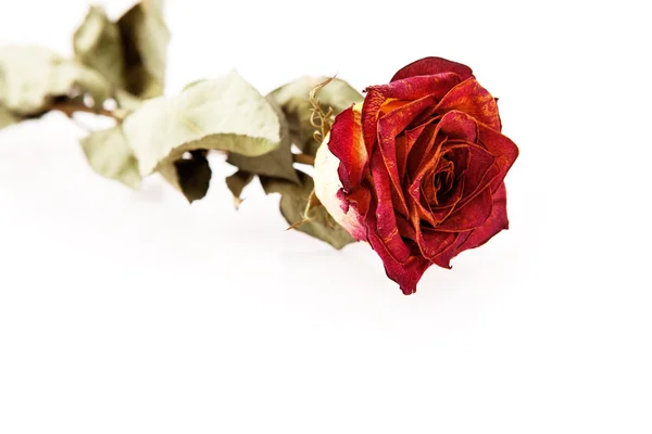 stock image Red dried rose