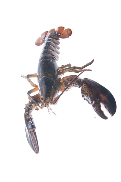 Lobster diisolasi pada warna putih — Stok Foto