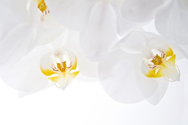 orkide - phalaenopsis