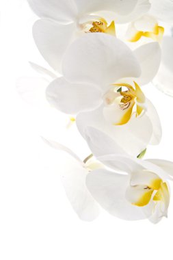 orkide - phalaenopsis