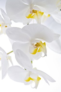 orkide - phalaenopsis