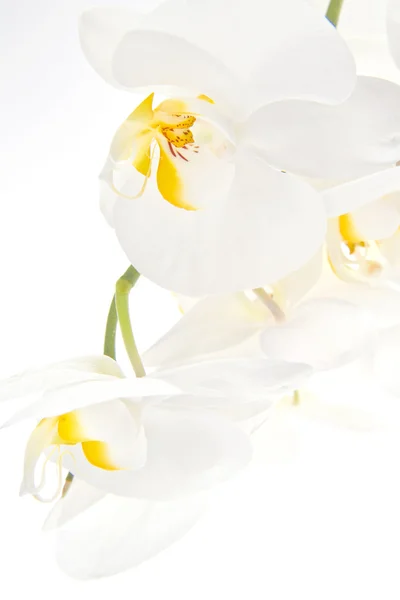 stock image Orchid - Phalaenopsis