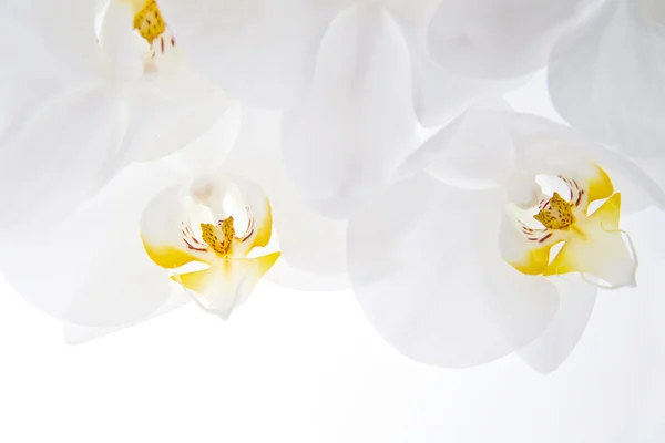 stock image Orchid - Phalaenopsis