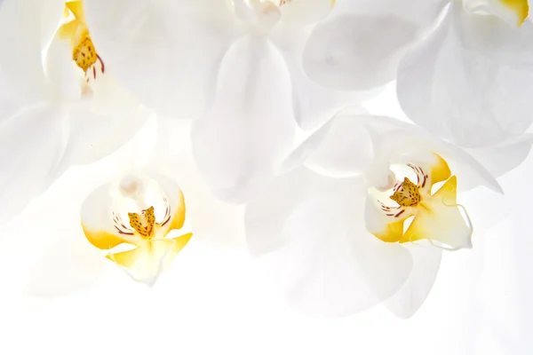 Stock image Orchid - Phalaenopsis