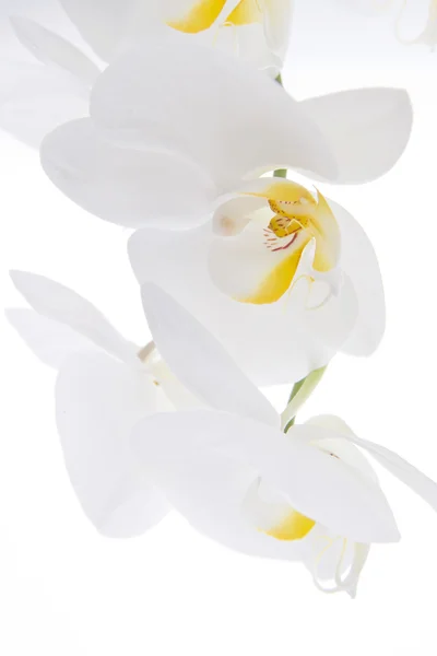 Orchid - Phalaenopsis — Stock Photo, Image