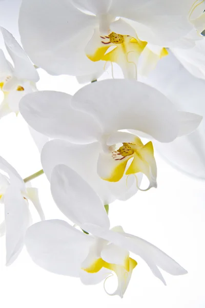 stock image Orchid - Phalaenopsis