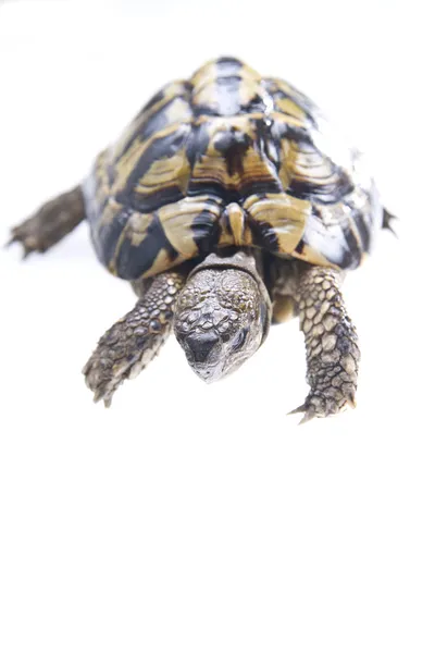 Schildkrötenreptil — Stockfoto