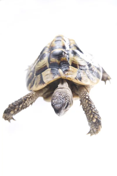 Рептилии черепах — стоковое фото