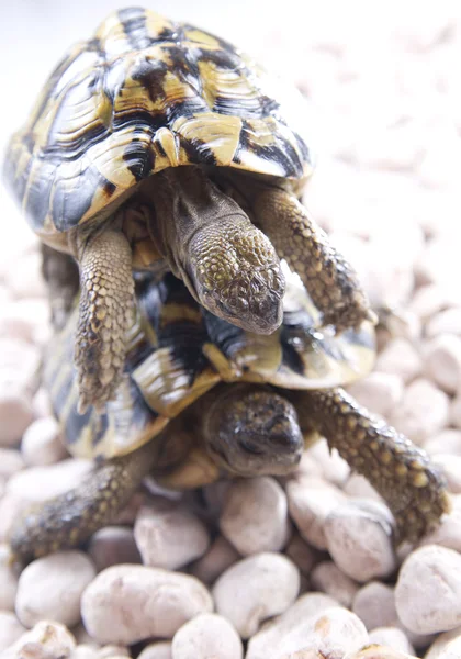 거북이 파충류 — 스톡 사진
