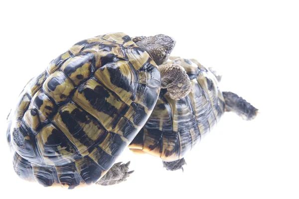 Kaplumbağa sürüngen — Stok fotoğraf
