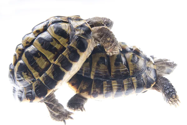 Рептилии черепах — стоковое фото