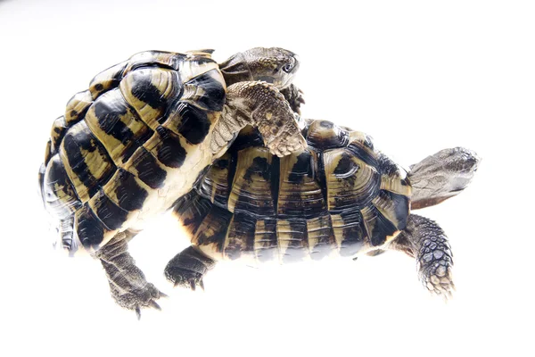 Черепаха, Рептилія — стокове фото