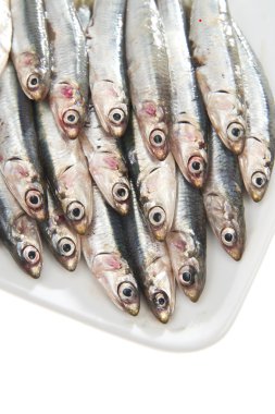 Fresh anchovies clipart