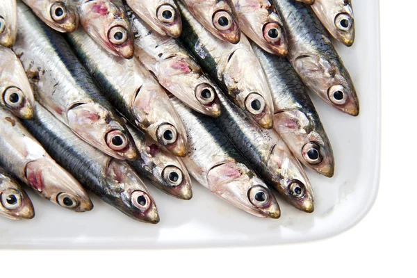 Fresh anchovies — Stock Photo, Image