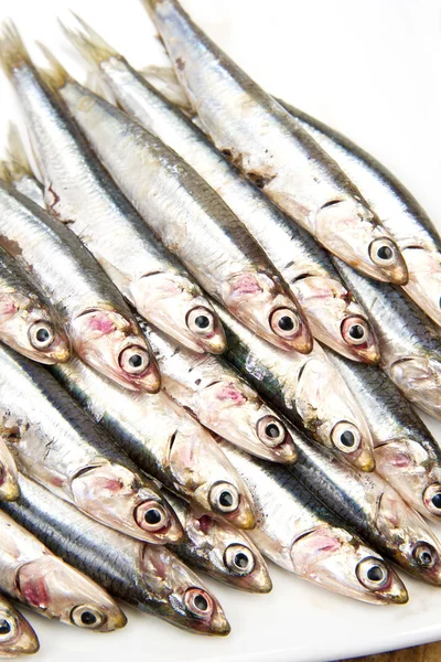 Fresh anchovies — Stock Photo, Image