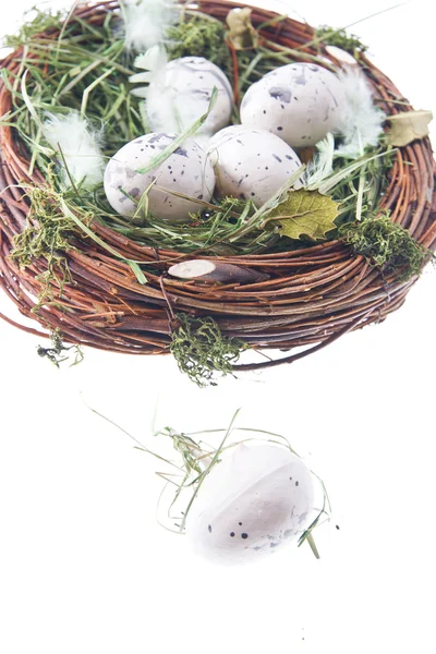 Quail eggs in hay — Stock Photo, Image