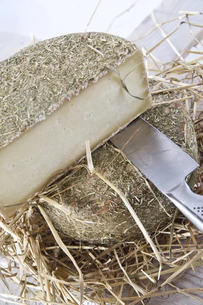 Pecorino-juusto — kuvapankkivalokuva