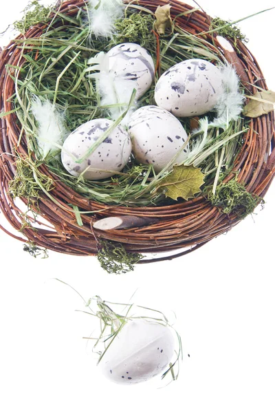 Перепелиные яйца в сене — стоковое фото