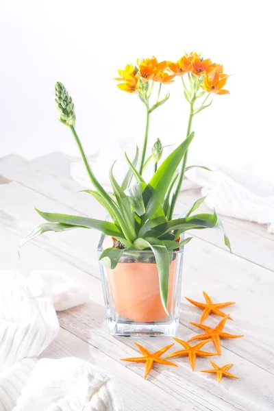 Blomväxter — Stockfoto