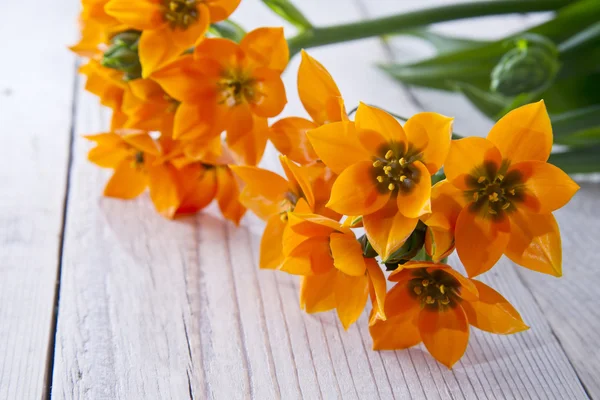 stock image Spring flowers