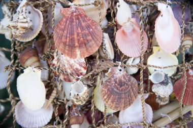 Balık ağı üzerinde deniz kabukları