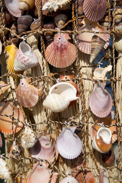 stock image Sea shells on fishing net