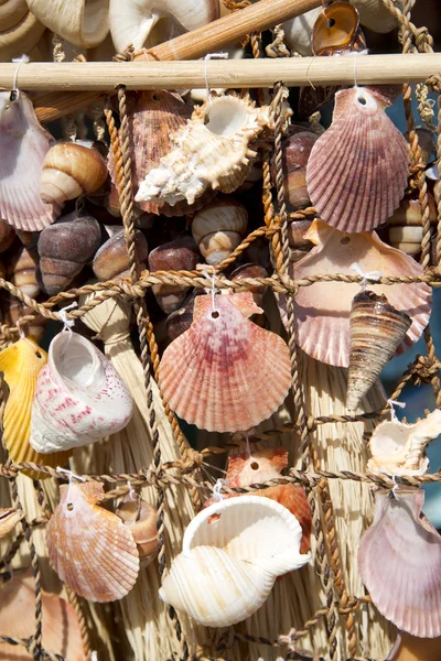 stock image Sea shells on fishing net