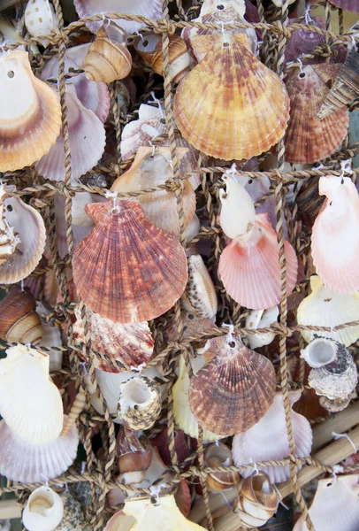 stock image Sea shells on fishing net