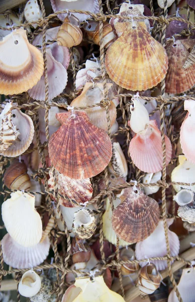 stock image Sea shells on fishing net