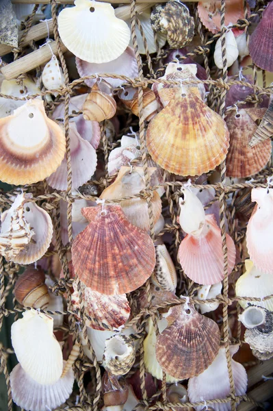 Stock image Sea shells on fishing net