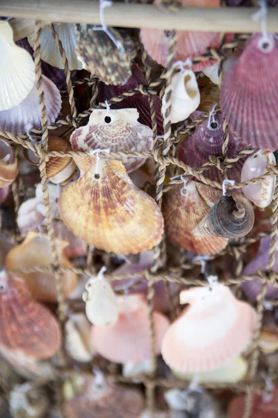 stock image Sea shells on fishing net