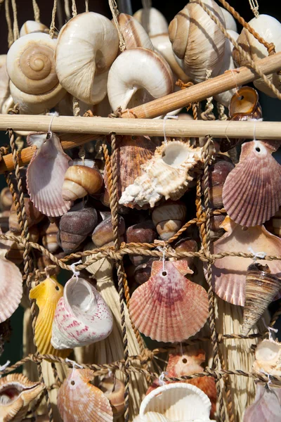 stock image Sea shells on fishing net