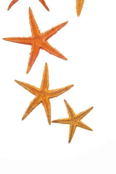 Fehér alapon izolált tengeri csillagok — Stock Fotó