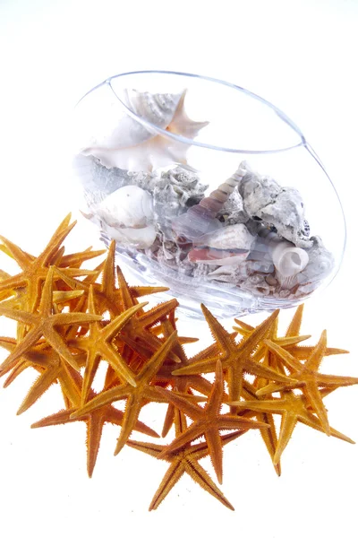 Starfishes and seasells background — Stock Photo, Image