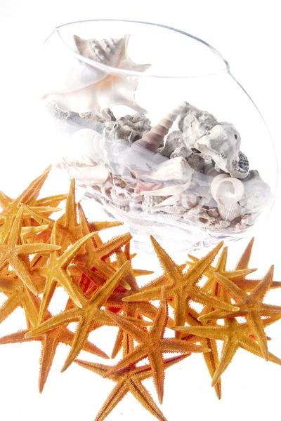 Starfishes 및 seasells 배경 — 스톡 사진