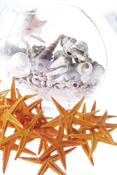 Starfishes és seasells háttér — Stock Fotó