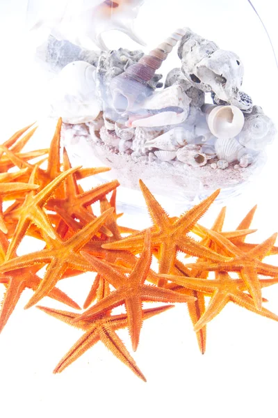 Морські зірки ізольовані на білому тлі — стокове фото