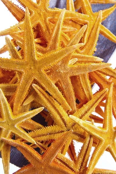 Estrelas-do-mar isoladas sobre fundo branco — Fotografia de Stock